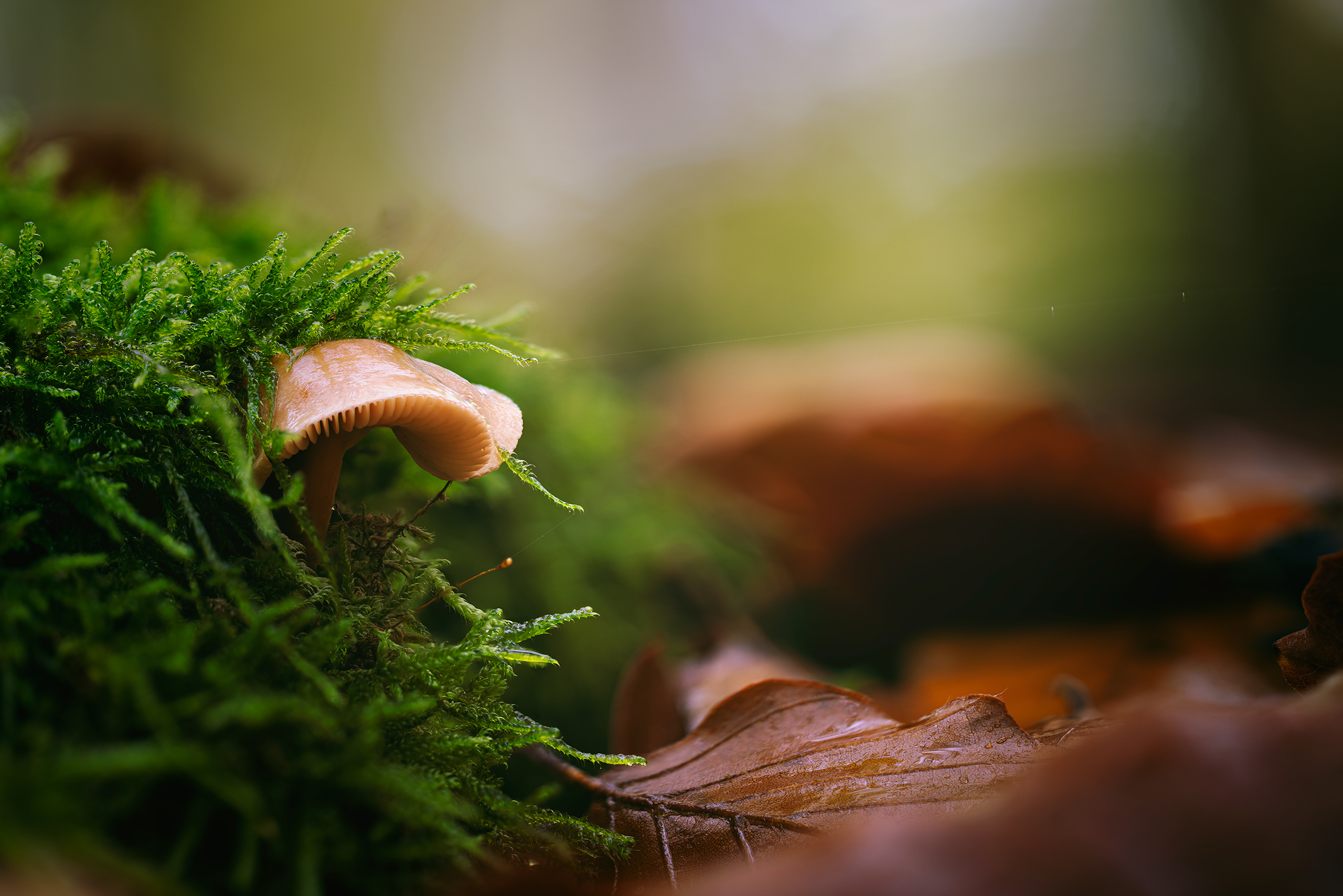 Emerging 1.