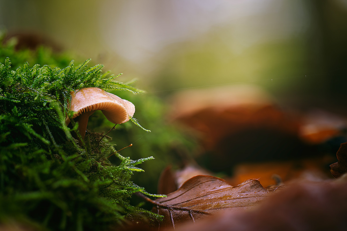 Emerging 1.