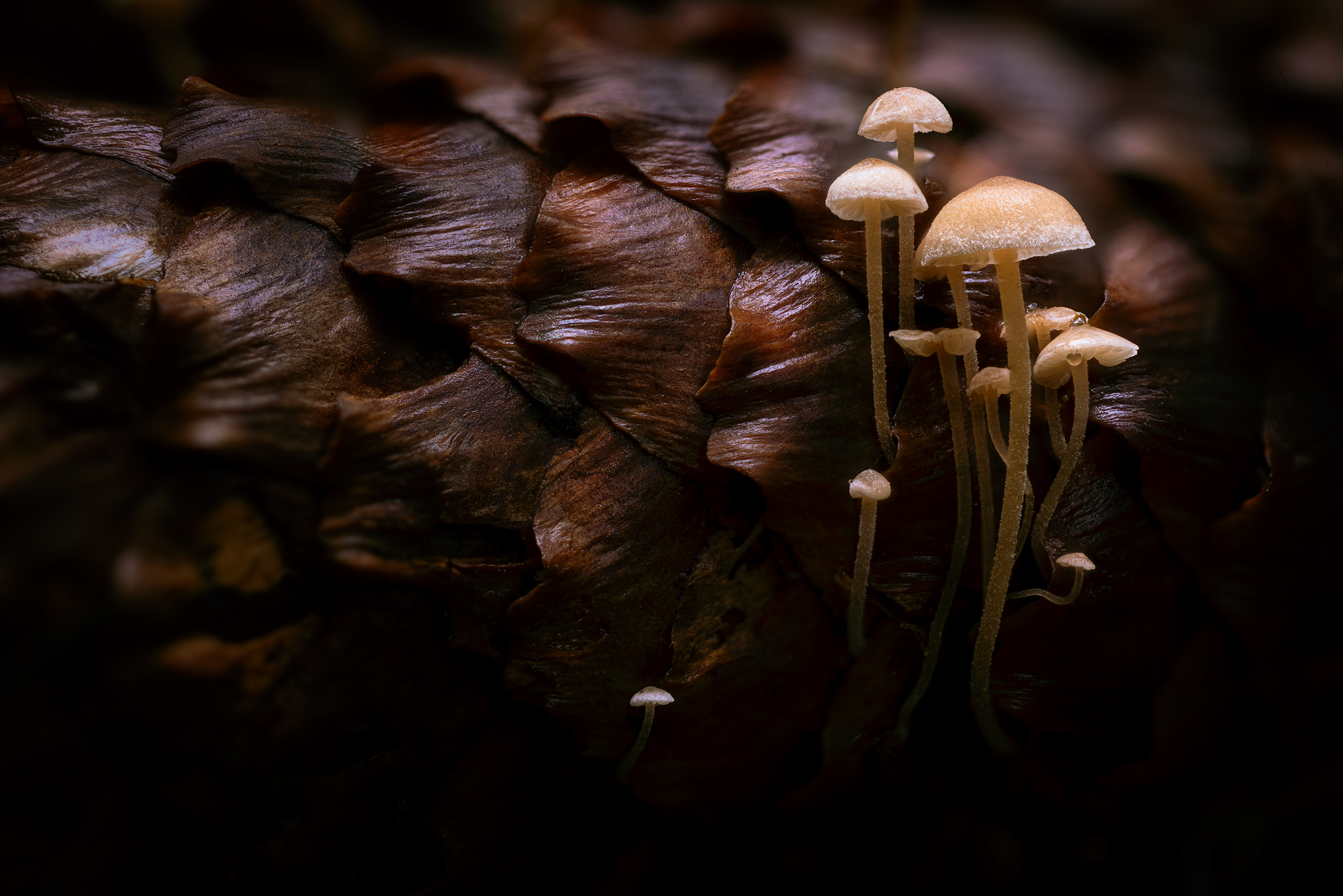 Sheltered in Armor III.