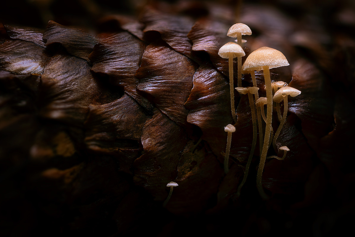 Sheltered in Armor III.