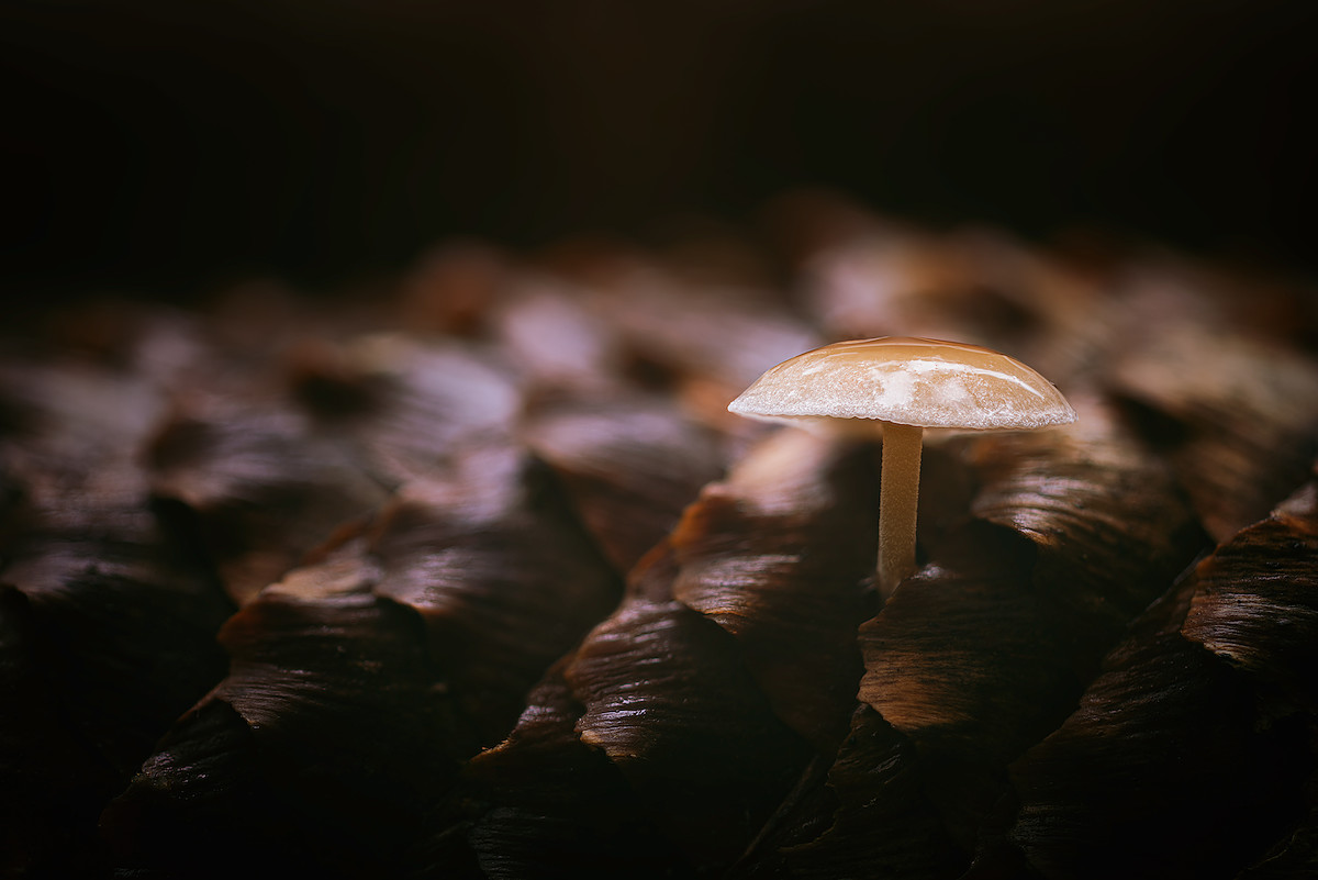 Sheltered in Armor I.