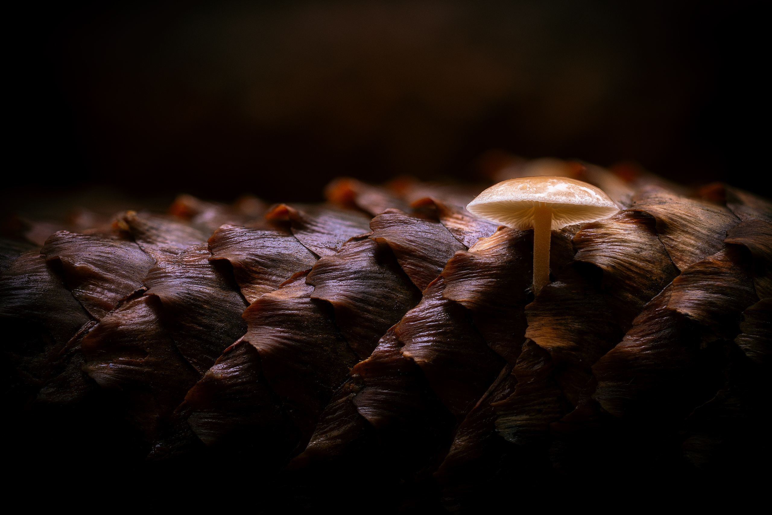 Sheltered in Armor II.