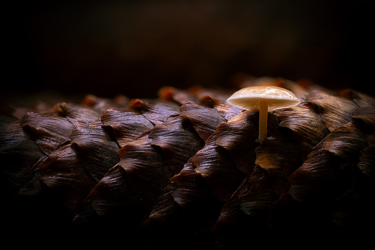 Sheltered in Armor II.