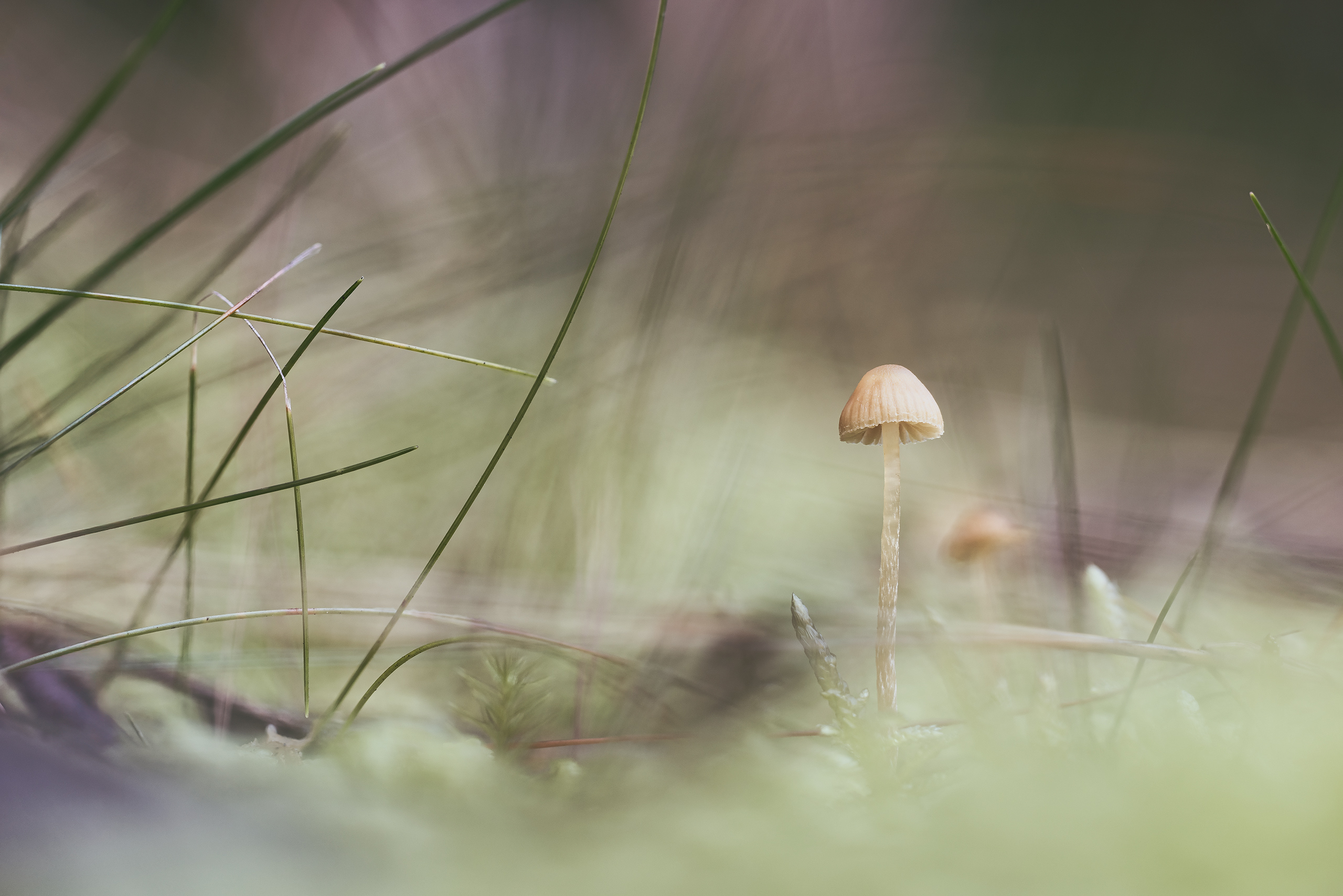 Through the Veil