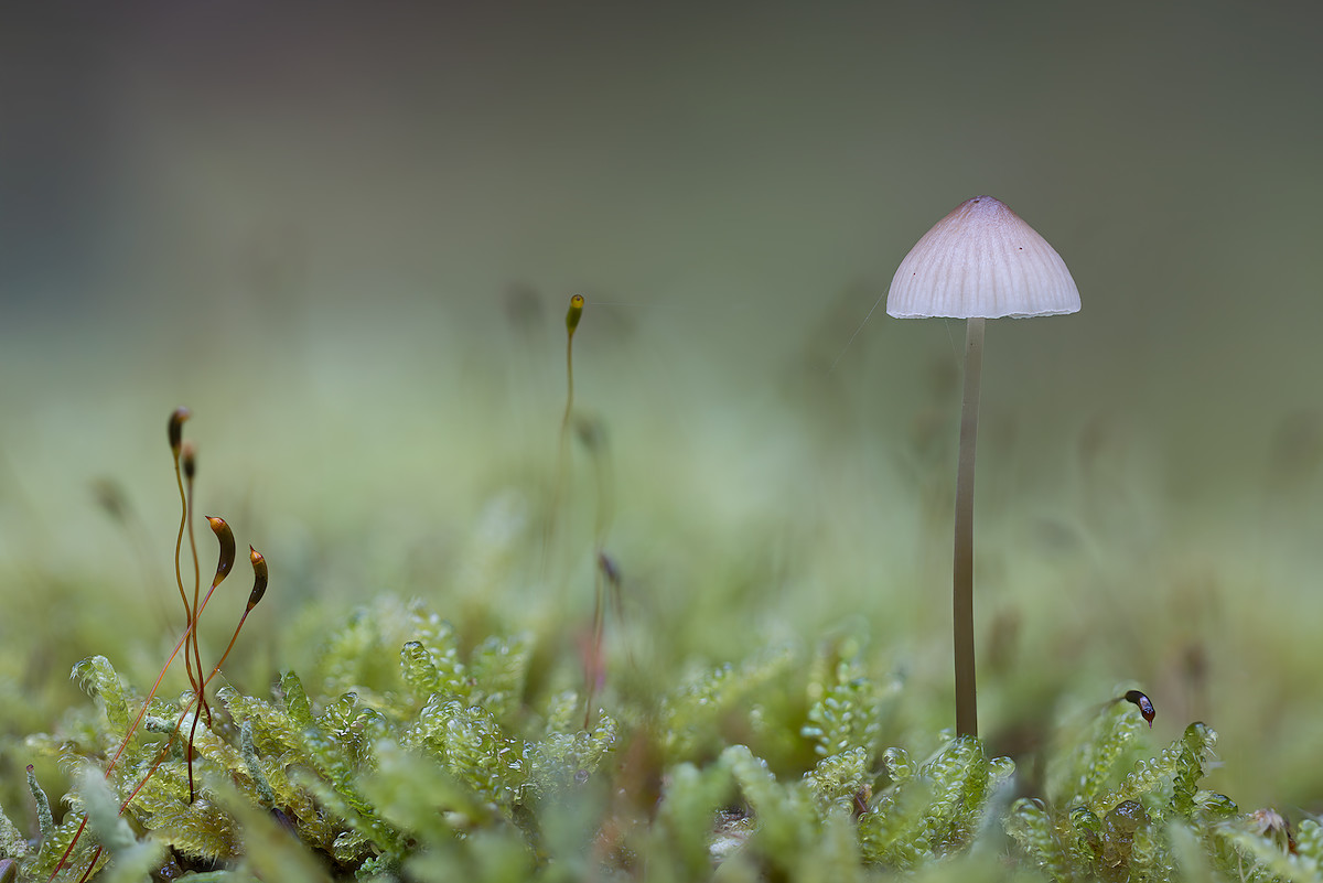 An Audience of Few