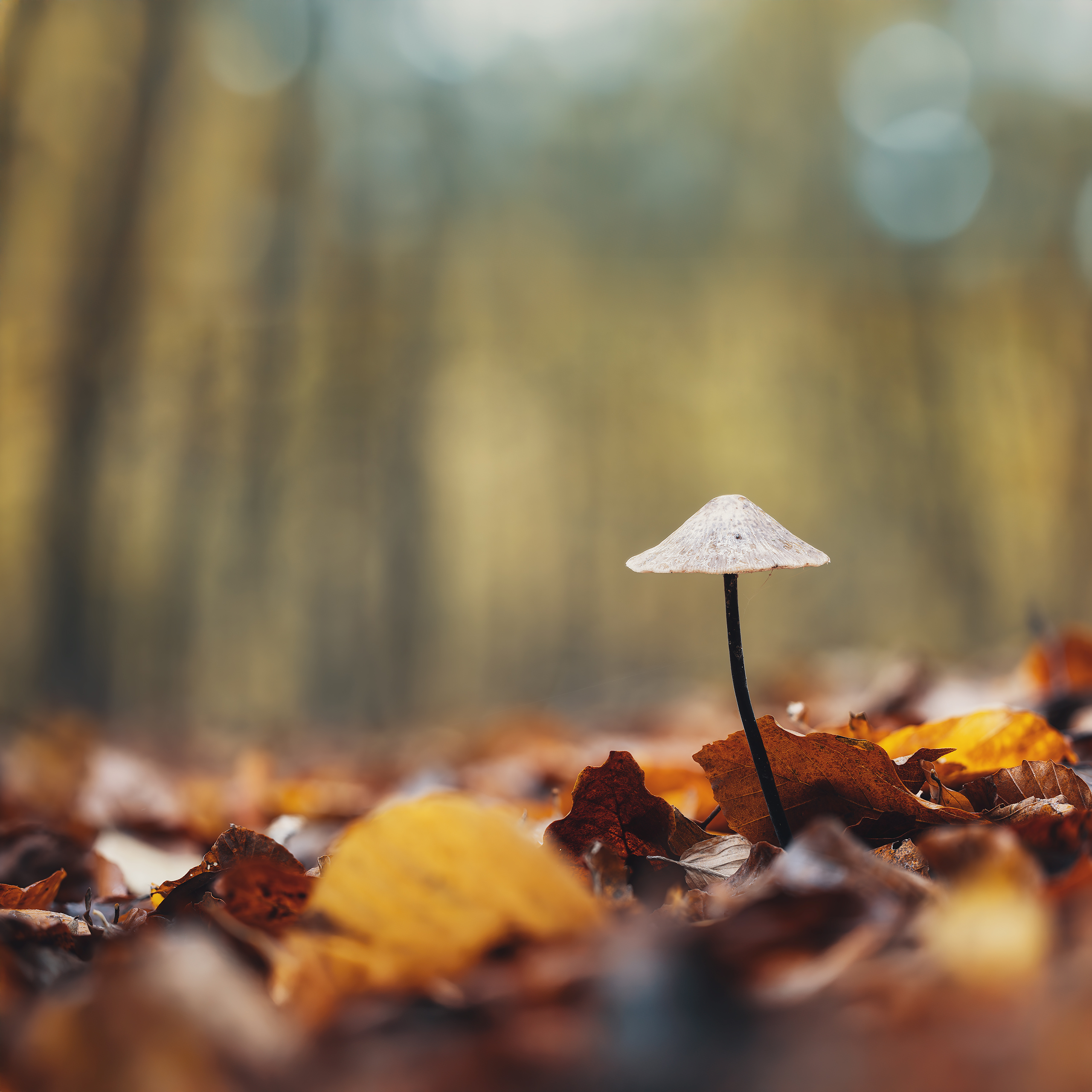 Parasol I.