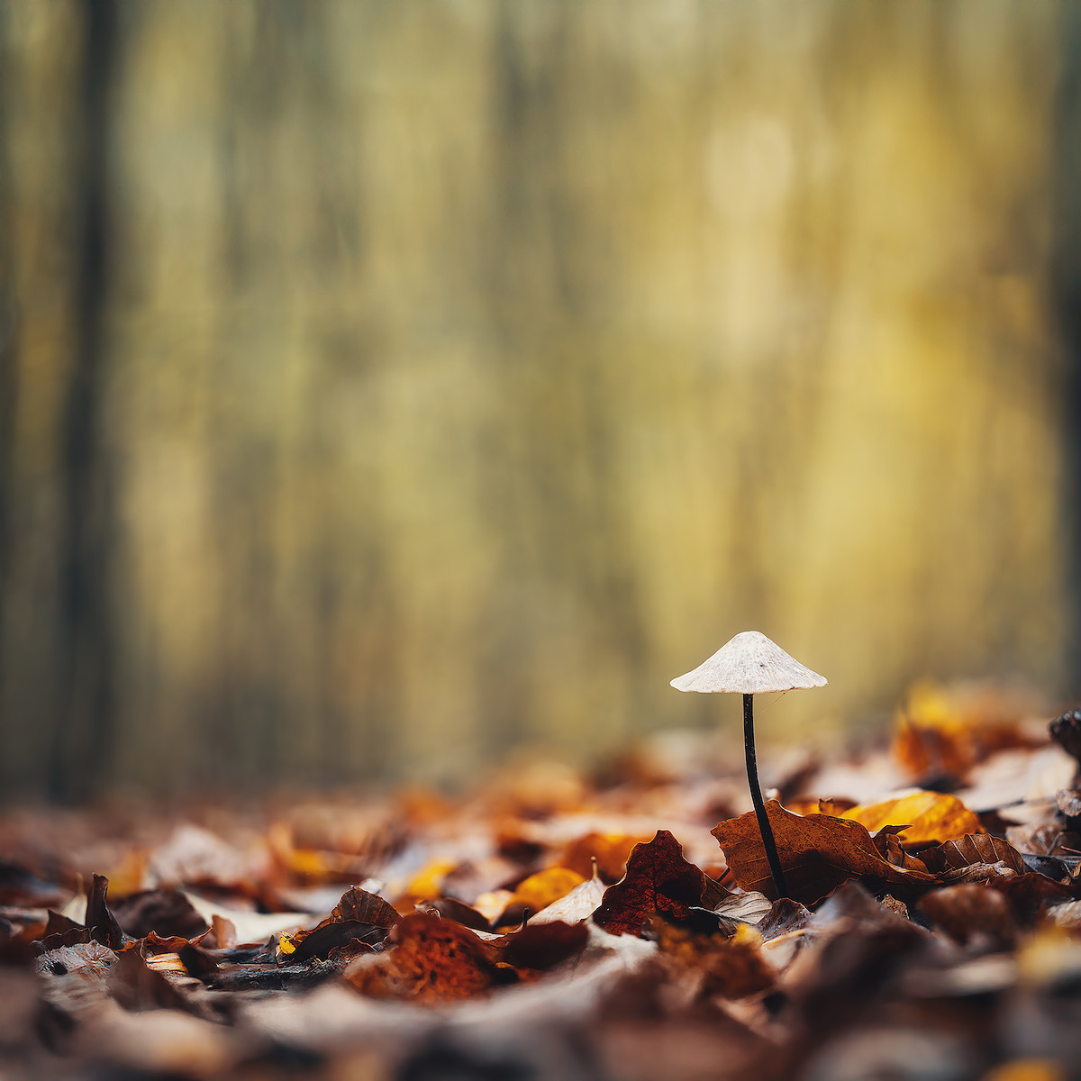 Parasol II.