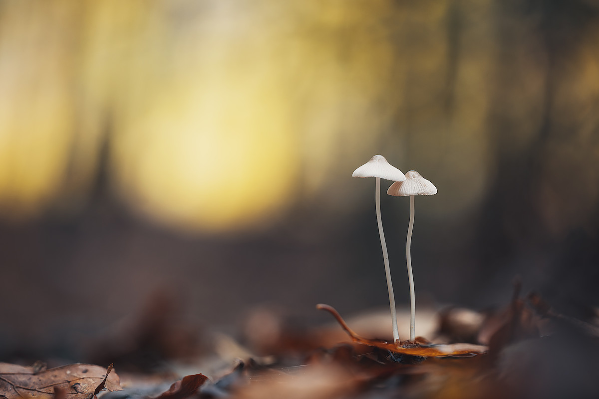 Alone Together II.