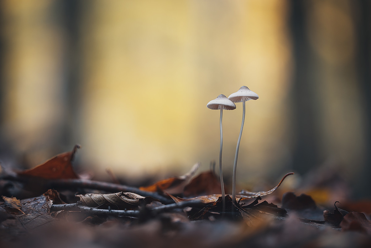 Alone Together III.